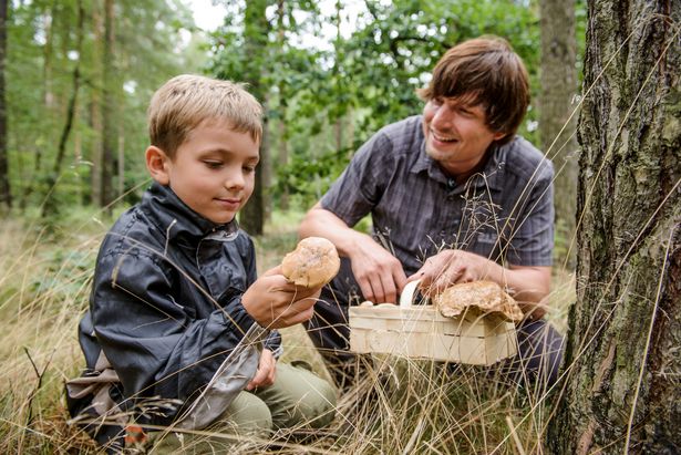 Ein Vater und sein Sohn sammeln bei einem Ausflug gemeinsam im Wald in der Leipzig Region Pilze