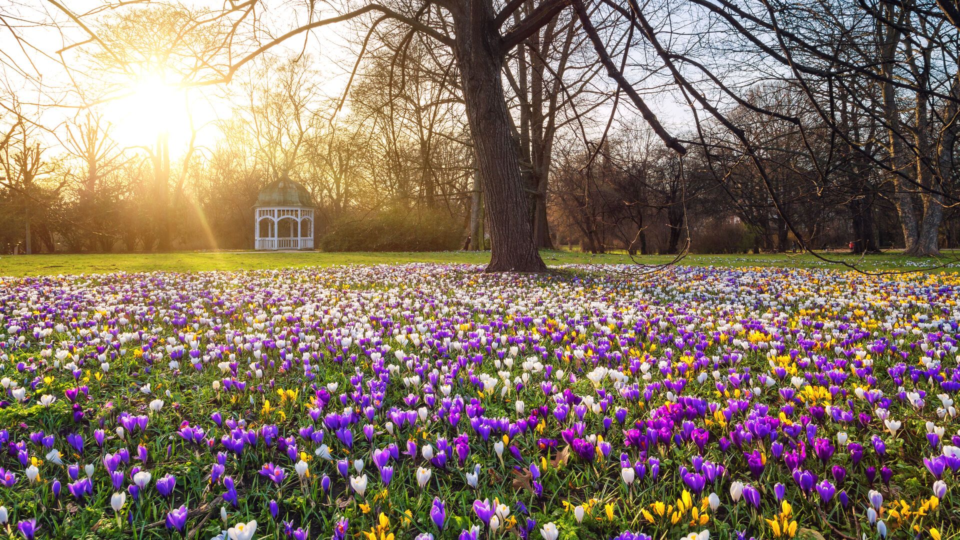 Auf der Wiese im Johannapark blühen im Frühjahr die Krokusse, Parks in Leipzig, Frühling
