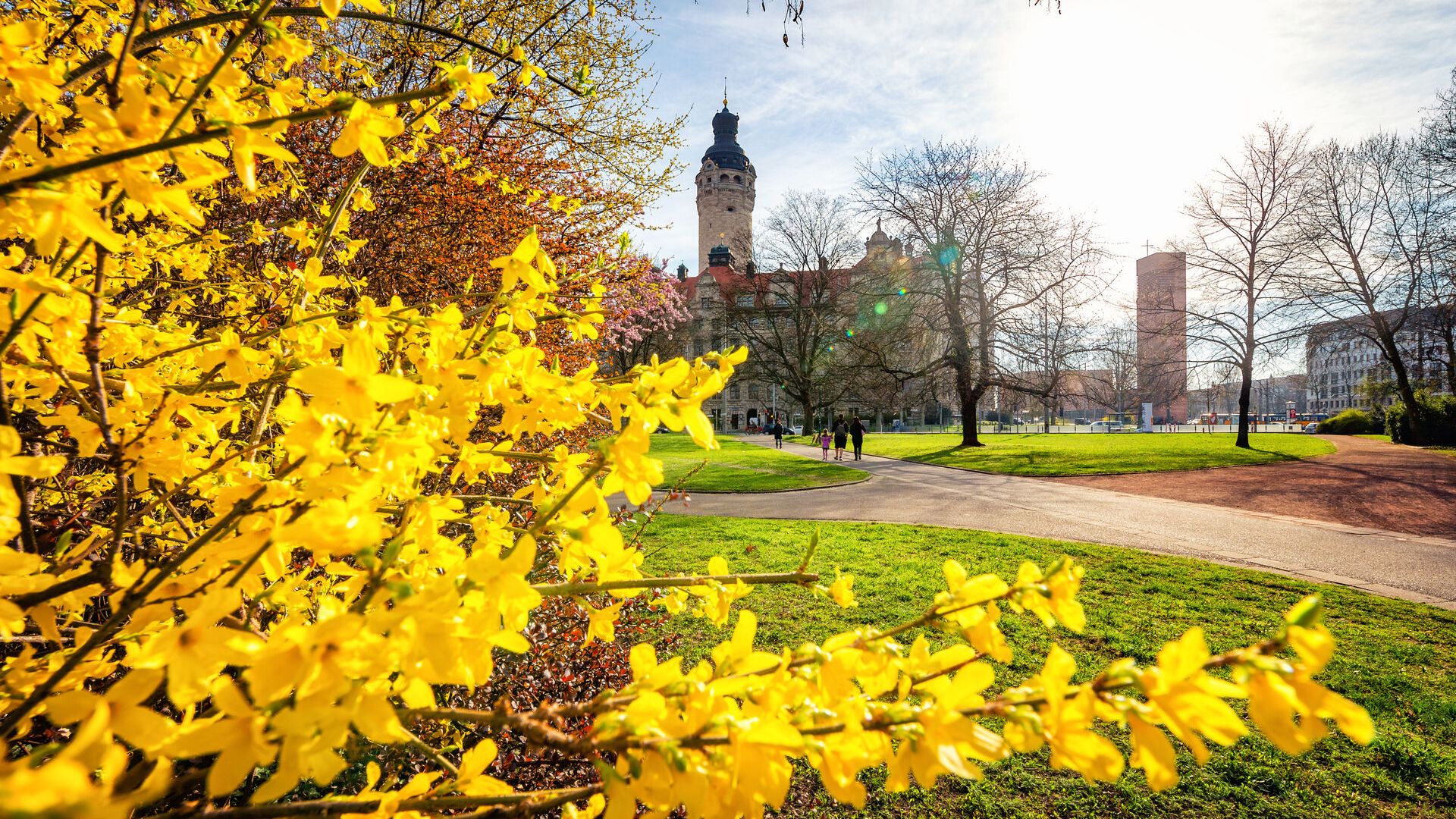 Vor dem neuen Rathaus blühen die Forsythien in ihrem kräftigen Gelb bei bestem Frühlingswetter, Frühling in Leipzig, Sehenswürdigkeit