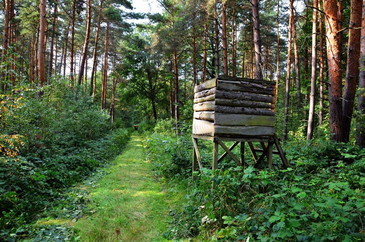 Wermsdorfer Wald Unberührte Natur in der Region Leipzig