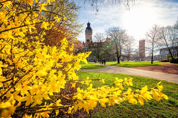 Vor dem neuen Rathaus blühen die Forsythien in ihrem kräftigen Gelb bei bestem Frühlingswetter, Frühling in Leipzig, Sehenswürdigkeit