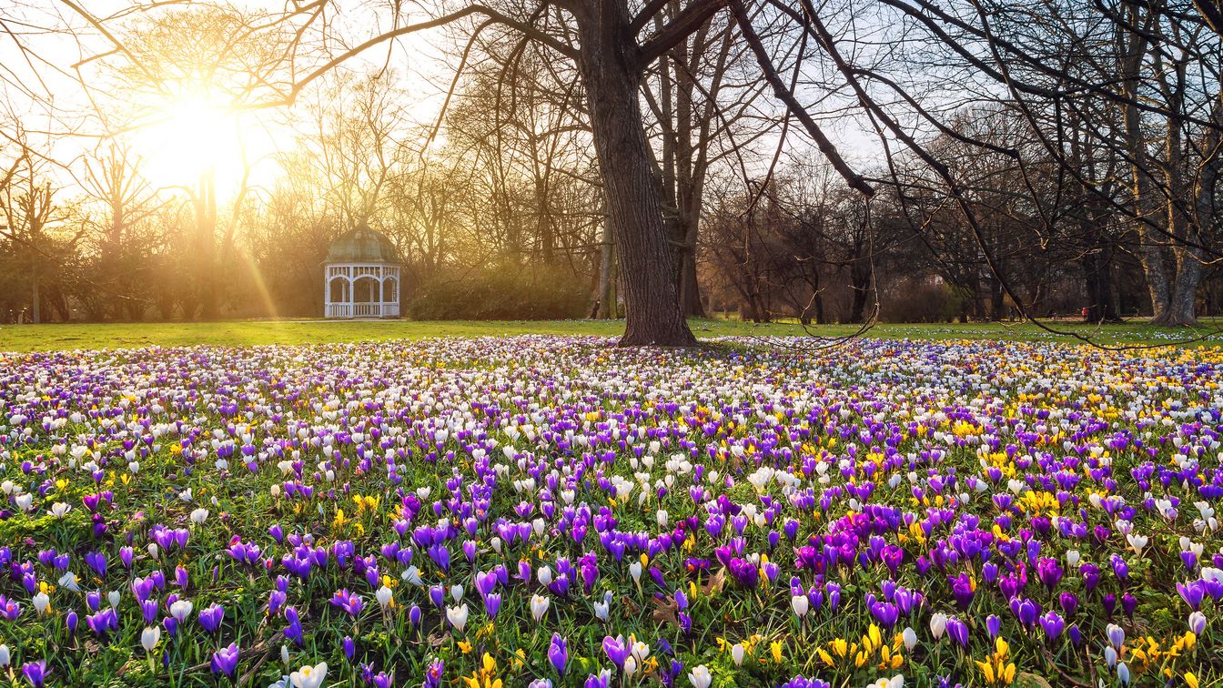 Wiese mit blühenden Krokussen im Johannapark in Leipzig, im Hintergrund ein Pavillion.