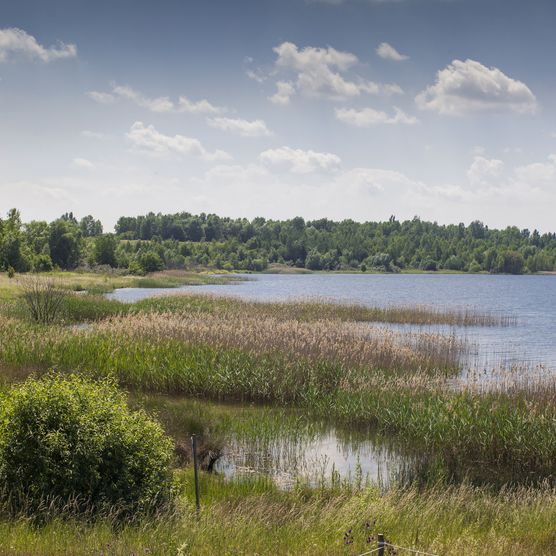 Das Bild zeigt das mit wildblumen bewachsene Ufer des Cospundener Sees süd-westlich von Leipzig.