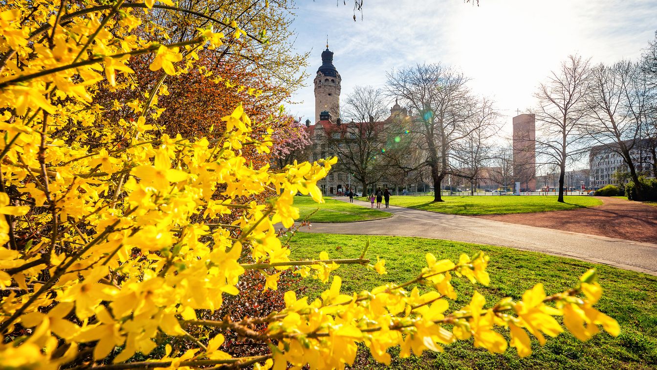Blick auf das neue Rathaus in Leipzig im Frühling vor blühenden Forsythien.