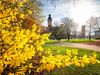 Blick auf das neue Rathaus in Leipzig im Frühling vor blühenden Forsythien.