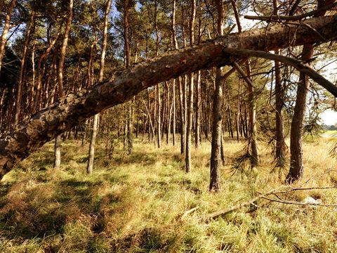 Dichter Wald mit hohen, schmalen Bäumen in der Dahlener Heide, Lichtstrahlen fallen durch das Blätterdach und beleuchten das Unterholz.