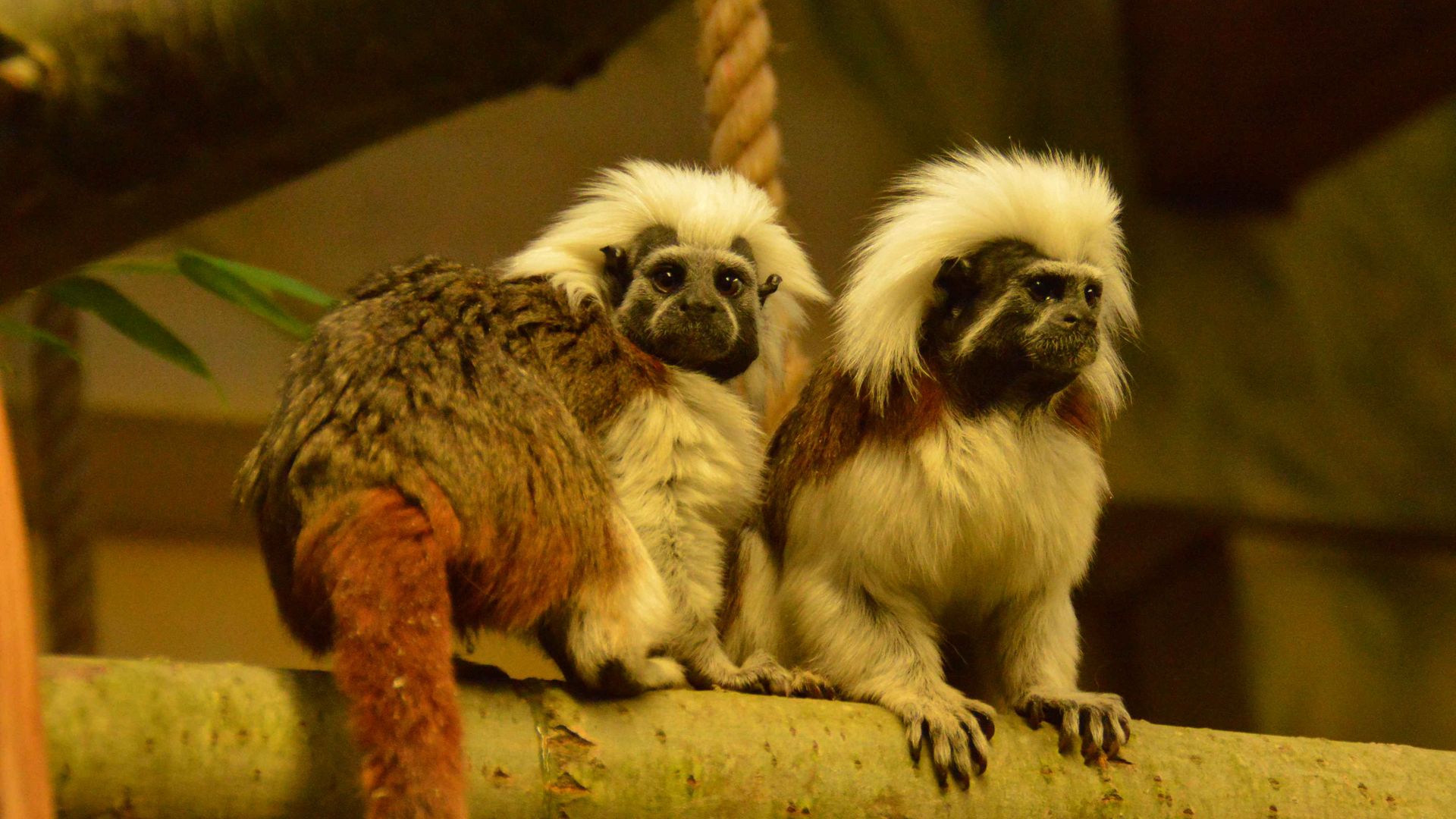 23 i 24 grudnia Zoo w Eilenburgu zaprasza na specjalny program świąteczny