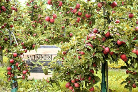 Vor der Ernte tragen die Apfelbäume im sächsischen Obstland viele Früchte.