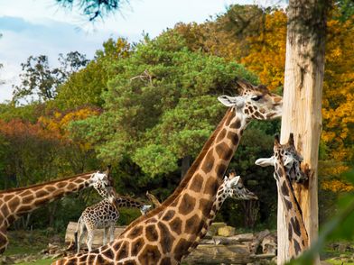 Kiwara-Savanne im Zoo Leipzig, zu sehen sind mehrere Giraffen neben Baumstämmen © LTM, Karolin Kelm