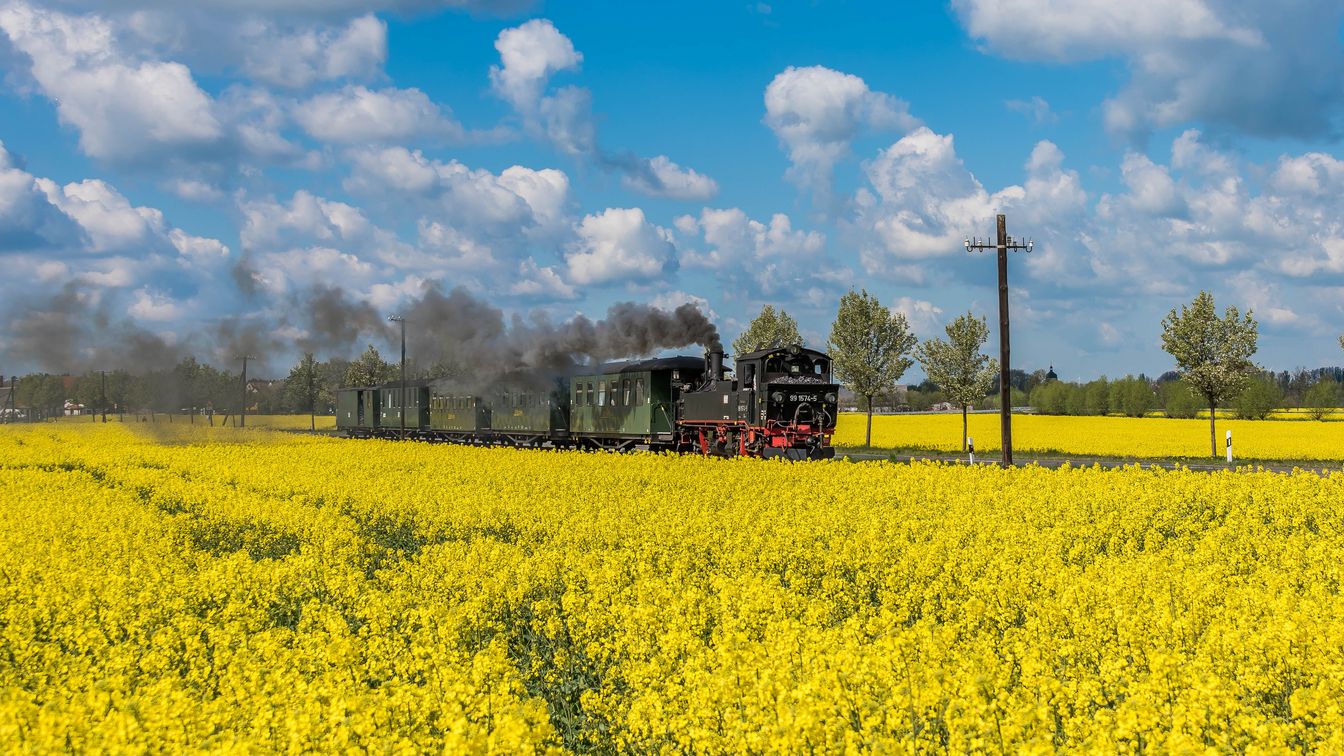 Das Bild zeigt die schwarz-rote Lok der Döllnitzbahn, wie sie durch Rapsfelder fährt.