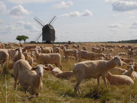 Das bild zeigt eine Herde Schafe auf der Wiese vor der Bockwindmühle in Zeuckritz.