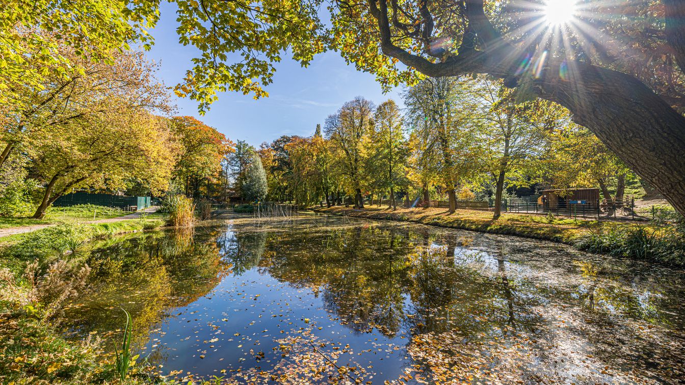 Das Bild zeigt den großen Teich im Stadtpark in Geithain, die Bäume spiegeln sich im Wasser und die Sonne lässt die Blätter gelb leuchten.