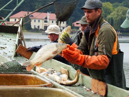 Mann hält Fisch auf Boot