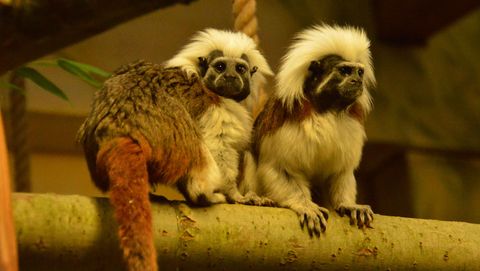 Im Tierpark Eilenburg findet am 23. und 24. Dezember ein weihnachtliches Programm statt