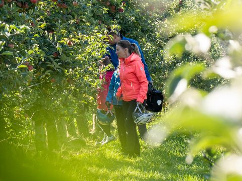 Familie auf einer Apfelplantage auf der Obstland-Route, Region Leipzig, Freizeit, Region entdecken