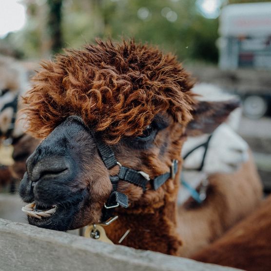 Das Bild zeigt eine Nahaufnahme eines braunen Alpackas mit Wuschel-Locken auf dem Kopf. 